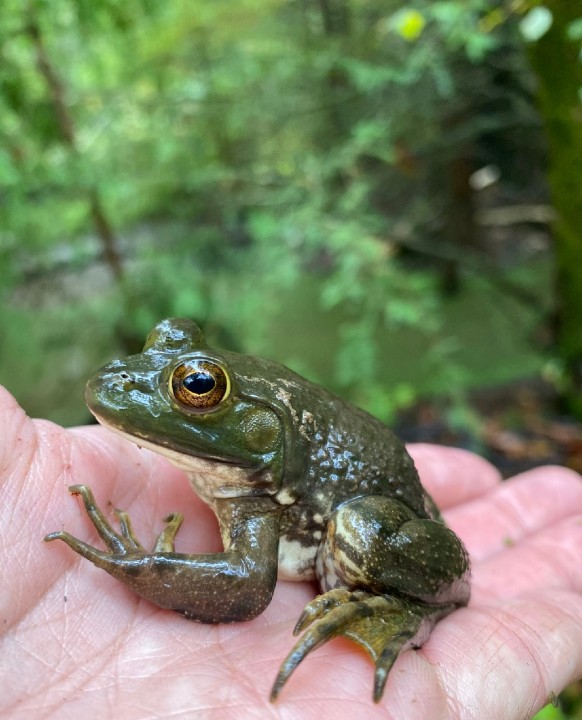 American Bullfrog 